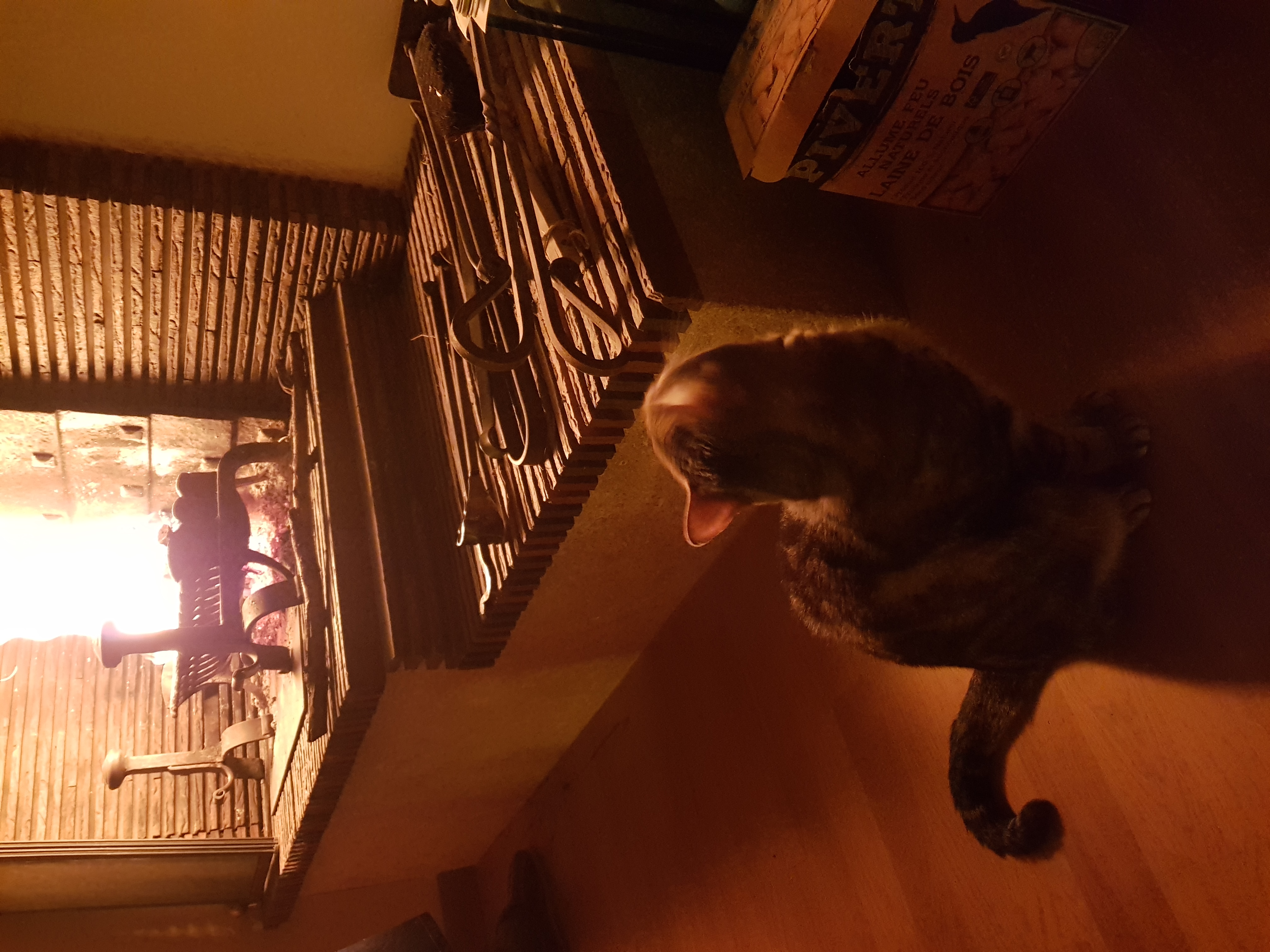 photo d'un chat devant un feu de cheminée'